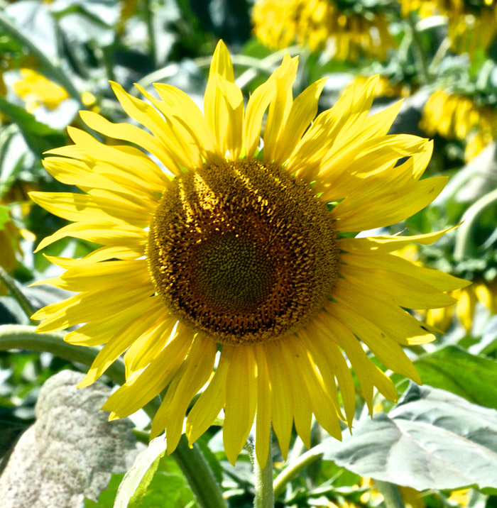 sunflower08121