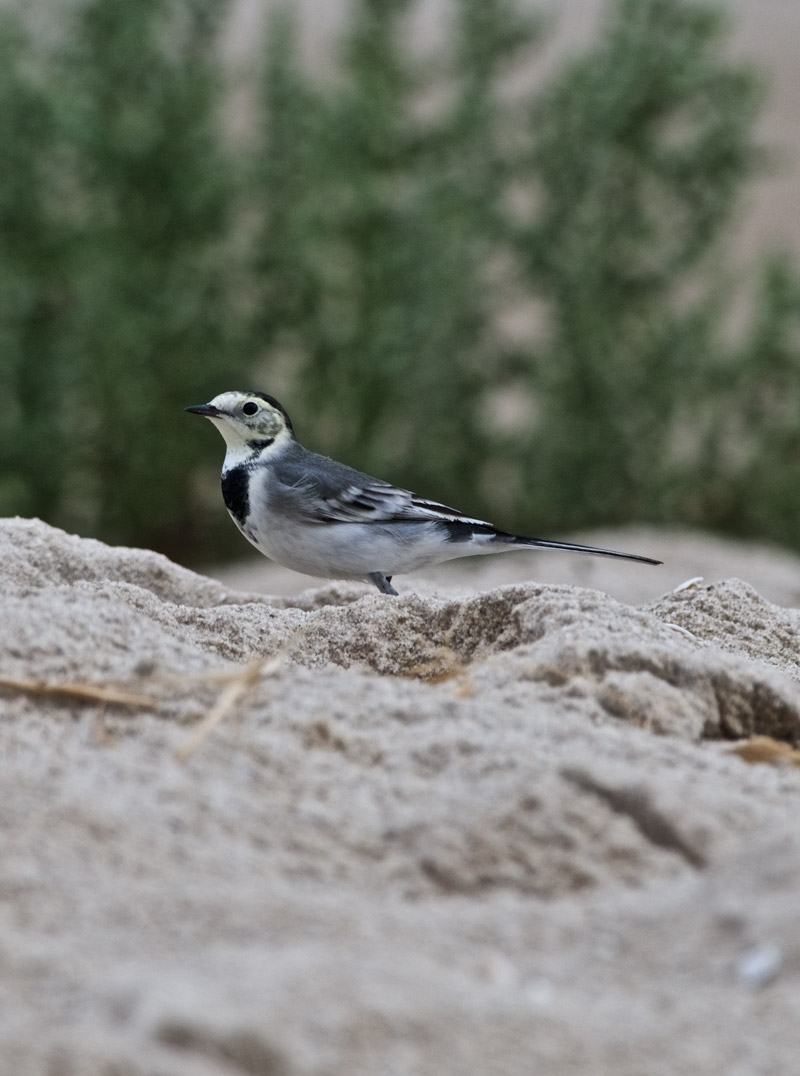 WhiteWagtail2009161