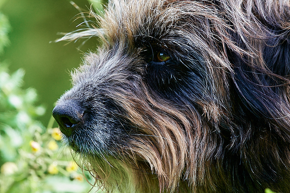 HanworthBoBo260522-2