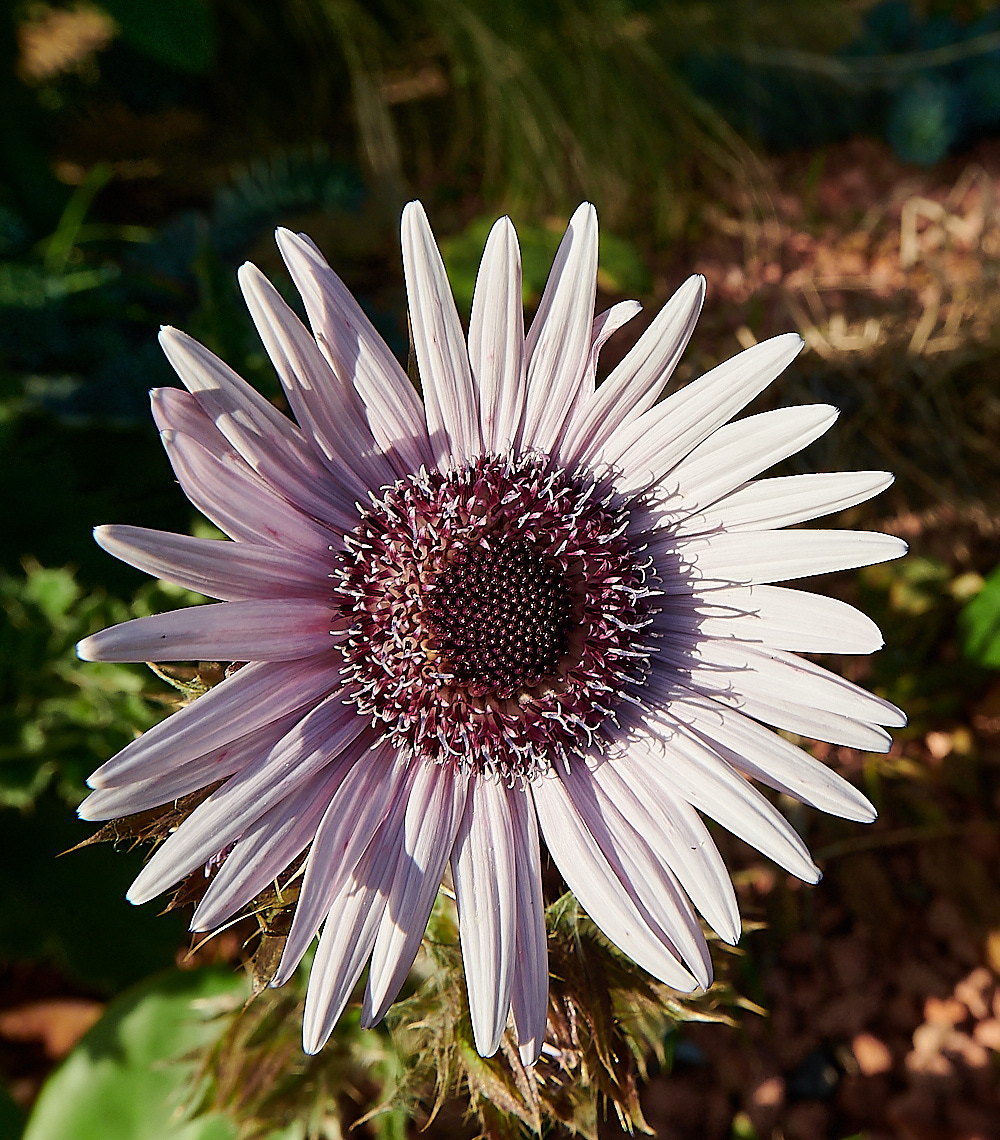 LondonThistle111022-3