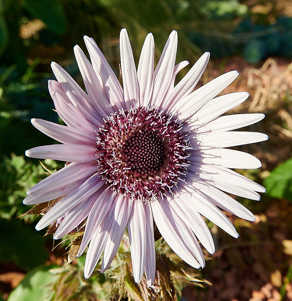 LondonThistle111022-4