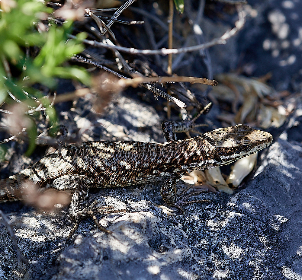 RoubionLizard030722-1