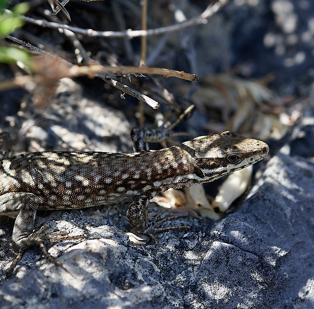 RoubionLizard030722-2