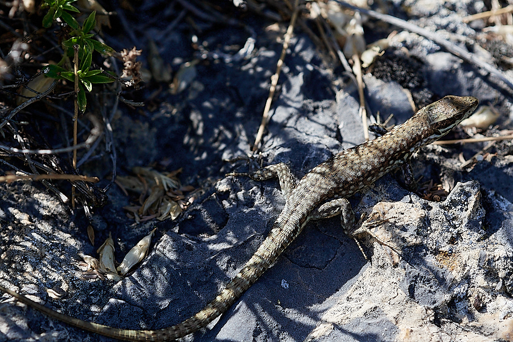 RoubionLizard030722-3