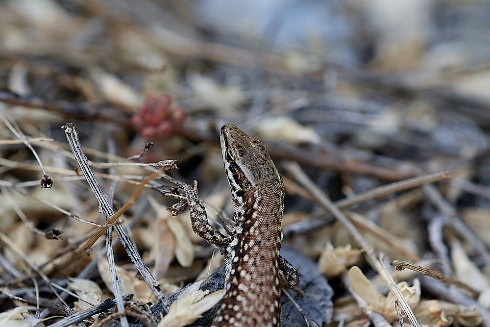 RoubionLizard030722-4