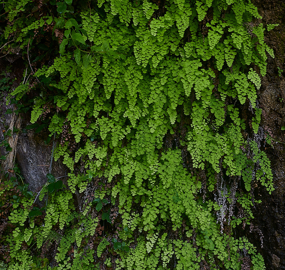 RoubionMaidenHairFern 040722-1