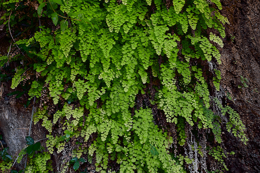 RoubionMaidenHairFern 040722-2